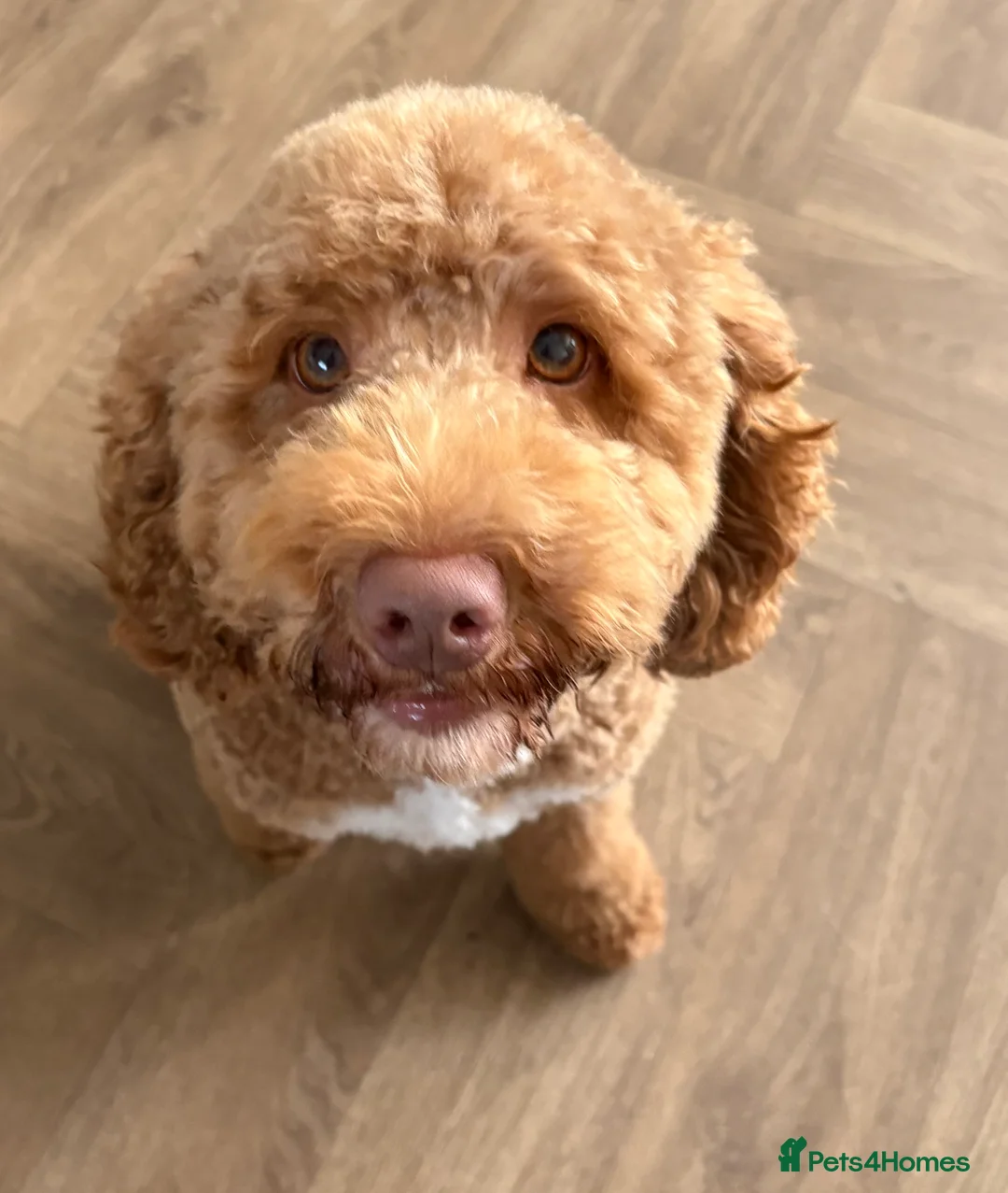 Cockapoo dogs for stud: Gorgeous deep red cockapoo for stud  - Advert 2