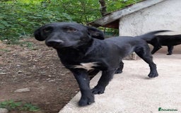 Mixed Breed dogs for adoption: Meet beautiful Maud !  - Image 3