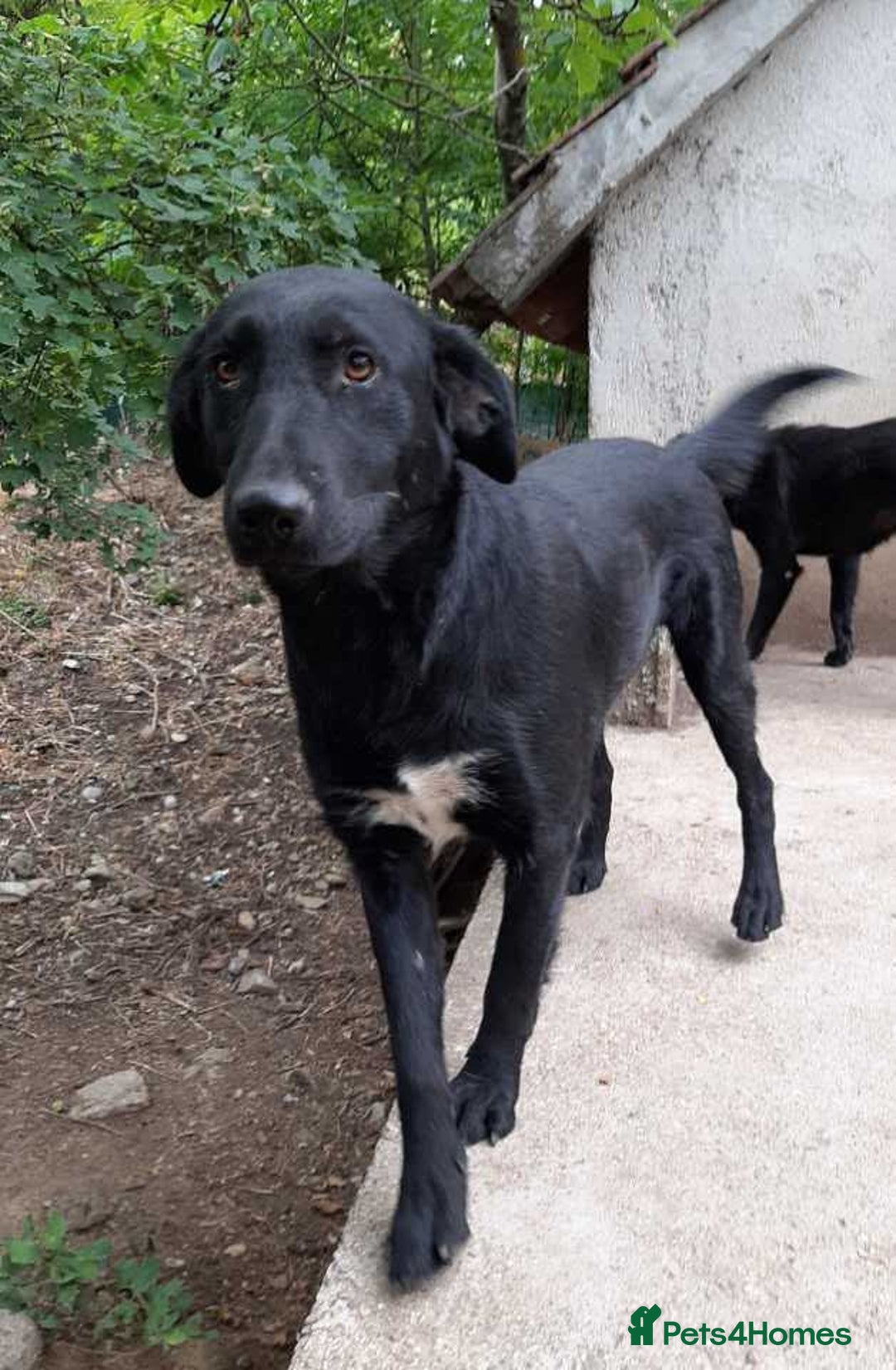 Mixed Breed dogs for adoption: Meet beautiful Maud !  - Image 3