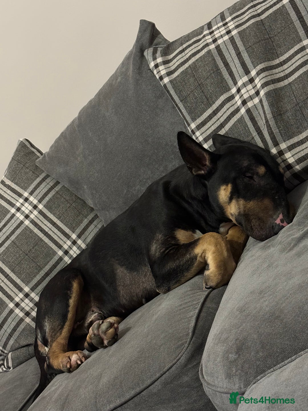 English Bull Terrier dogs for sale: Having to rehome my beloved ebt - Image 5