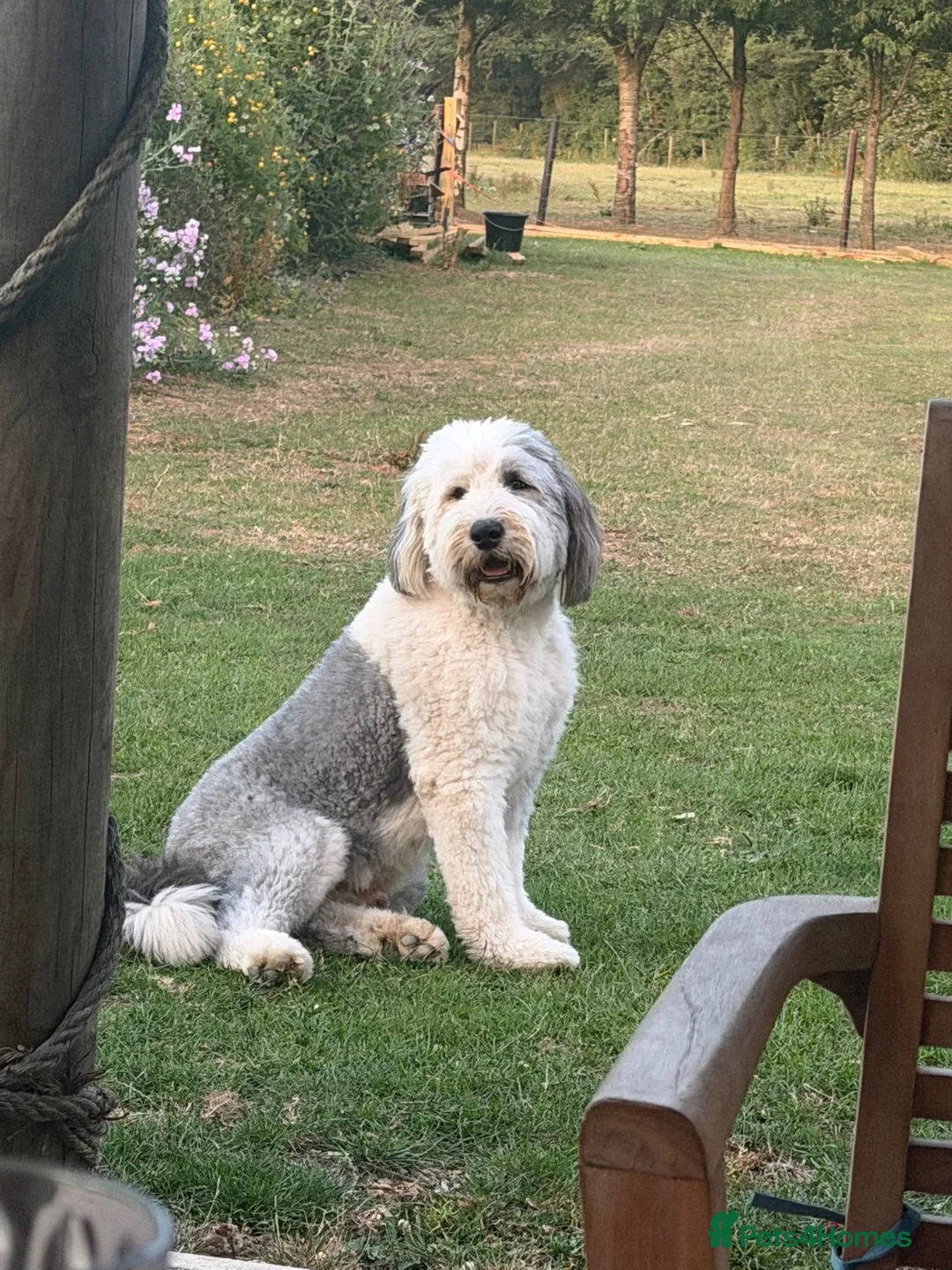 Old English Sheepdog dogs for stud: Old English sheepdog stud dog  - Advert 1