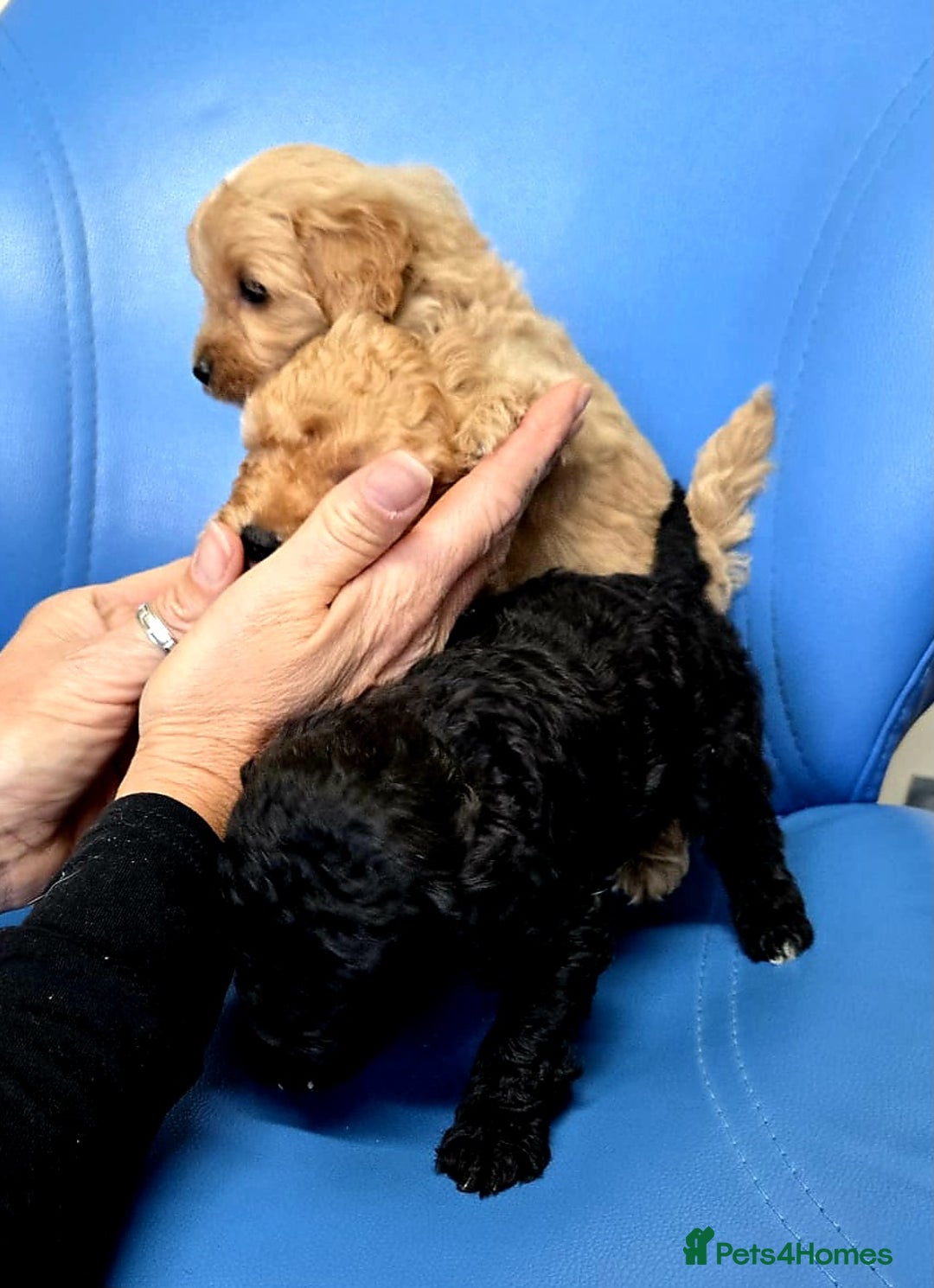 Cavapoo dogs for sale: 6 beautiful cavapoo puppies - Advert 8