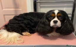 Cavalier King Charles Spaniel dogs for stud: HEALTH TESTED; PROVEN - IMPORTED STUD - Image 2