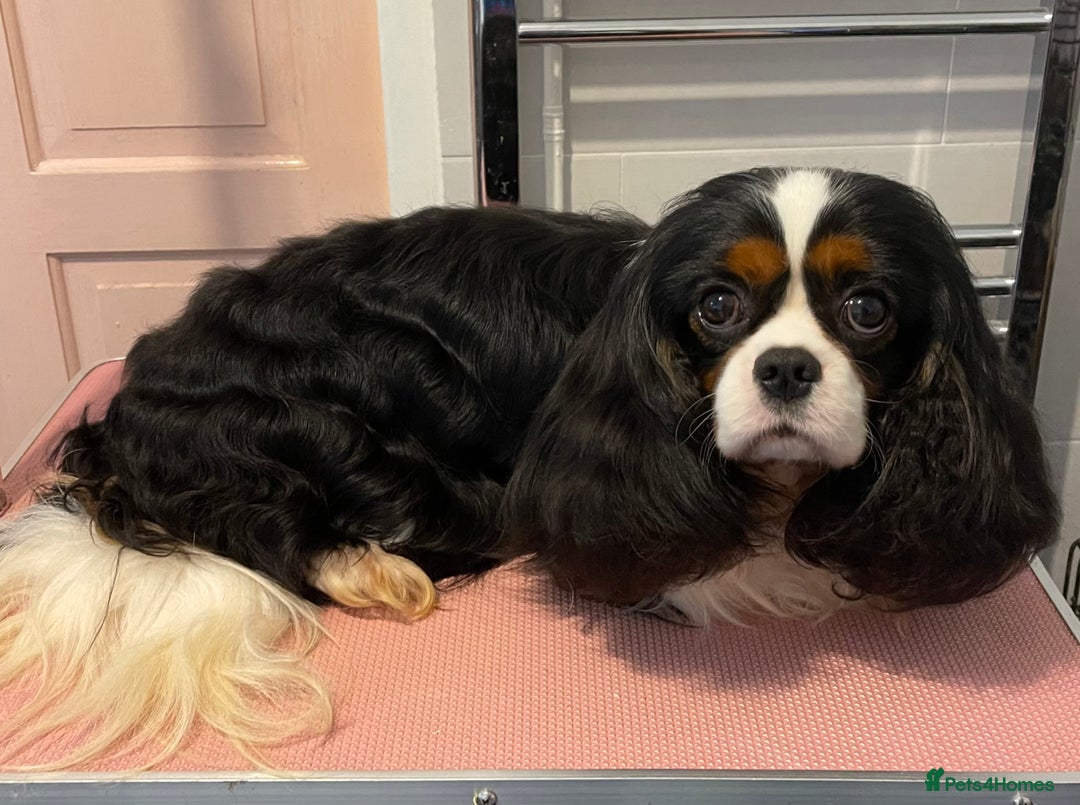 Cavalier King Charles Spaniel dogs for stud: HEALTH TESTED; PROVEN - IMPORTED STUD - Image 2