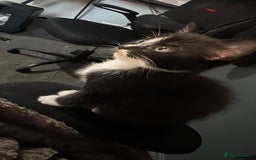 Mixed Breed cats for sale: Adorable Kittens  - Image 8