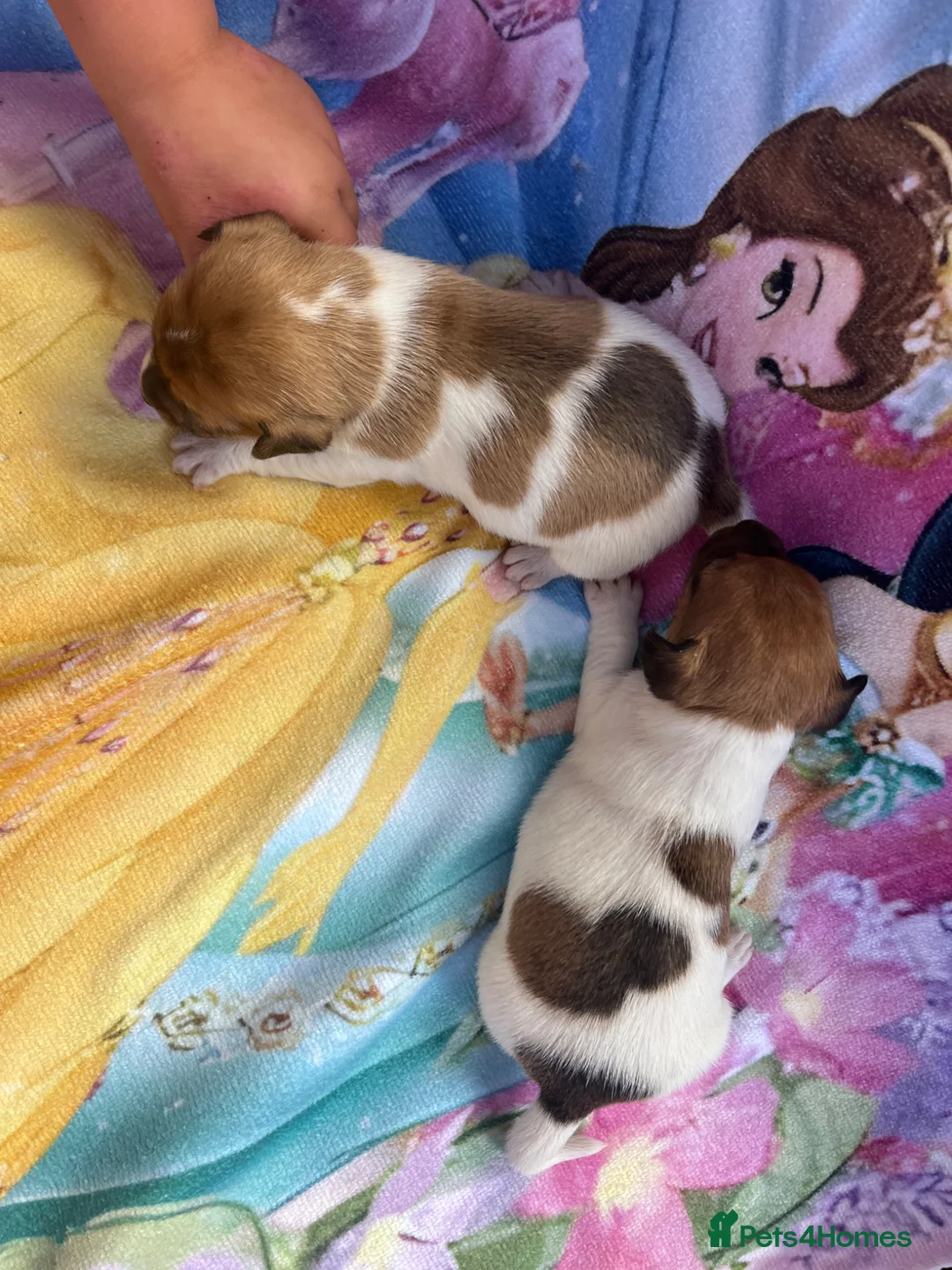 Jack Russell dogs for sale: Jack Russell puppy’s - Advert 13
