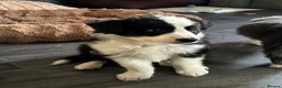 Border Collie dogs for sale: 4 border collie puppies - Advert 14