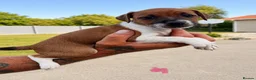 Plummer Terrier dogs for sale: Plummer terrier pups for sale - Advert 2