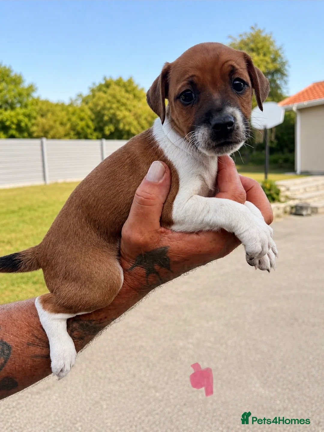 Plummer Terrier dogs for sale: Plummer terrier pups for sale - Advert 2