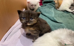 Ragdoll cats for sale: 8 Gorgeous kittens for sale (Reservation) - Image 5