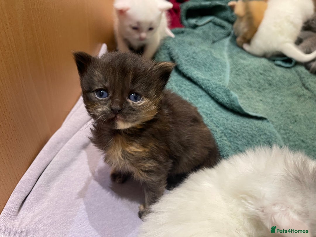 Ragdoll cats for sale: 8 Gorgeous kittens for sale (Reservation) - Image 5