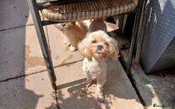 Shihpoo dogs for sale: 2 x shihpoo pups  - Image 8