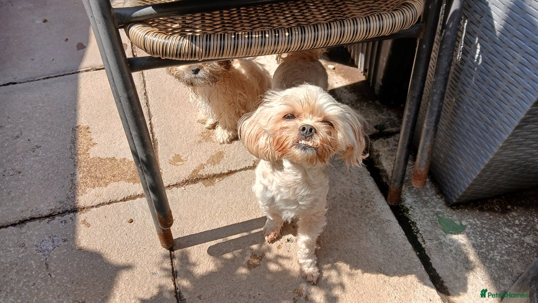 Shihpoo dogs for sale: 2 x shihpoo pups  - Image 8