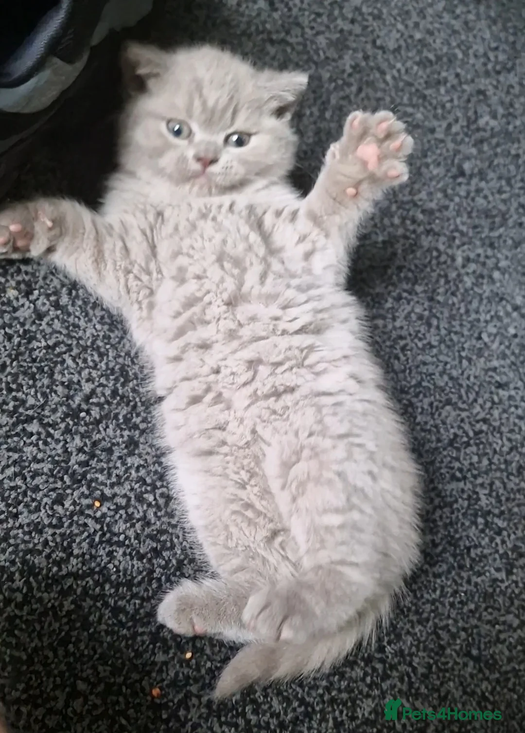 British Shorthair cats for sale: *LAST ONE* RARE Stunning Fawn kittens For Sale! - Advert 4