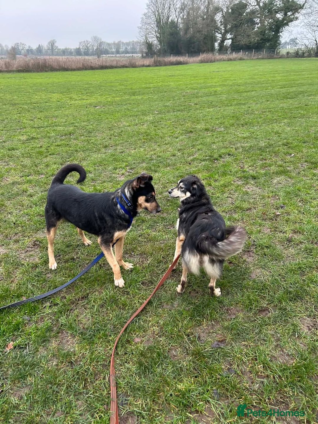 Mixed Breed dogs for adoption: Batman - Norwich Norfolk  - Advert 12