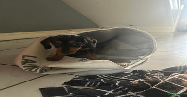 Mixed Breed dogs - Advert 3
