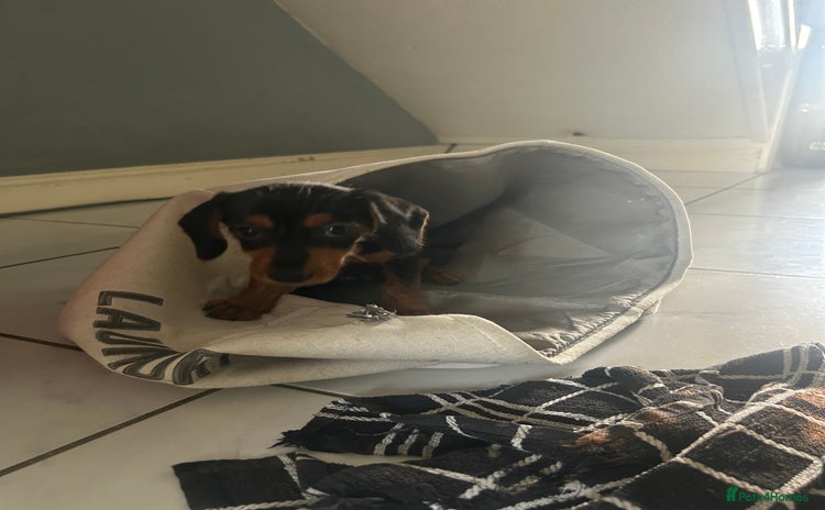 Mixed Breed dogs - Advert 13