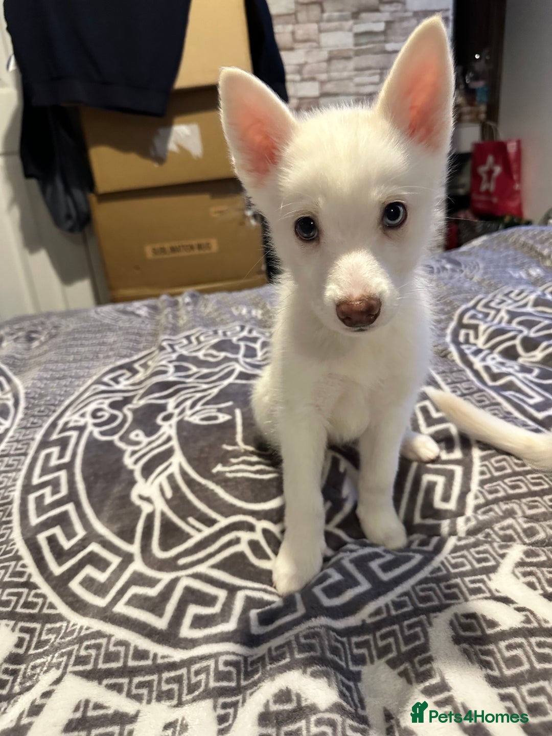 Pomsky dogs for sale: F4 Puppy pomsky  - Advert 7