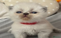 Persian cats for sale: 2 male 4 female  - Image 8