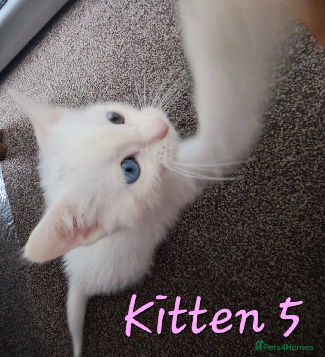 Mixed Breed cats for sale: 4 cute kittens up for sale - Image 6