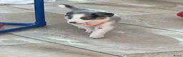 Australian Shepherd dogs for sale: Boys and girls available  - Advert 11