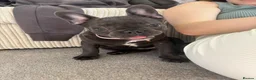 French Bulldog dogs for sale: french bulldog  - Advert 7
