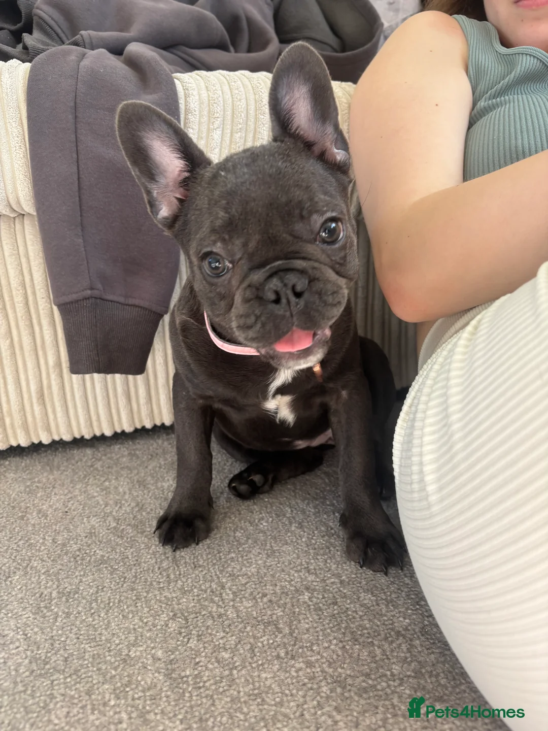 French Bulldog dogs for sale: french bulldog  - Advert 7