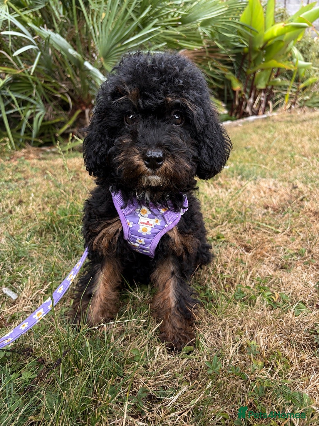Cockapoo dogs Girl Cockapoo last puppy available  - Advert 1