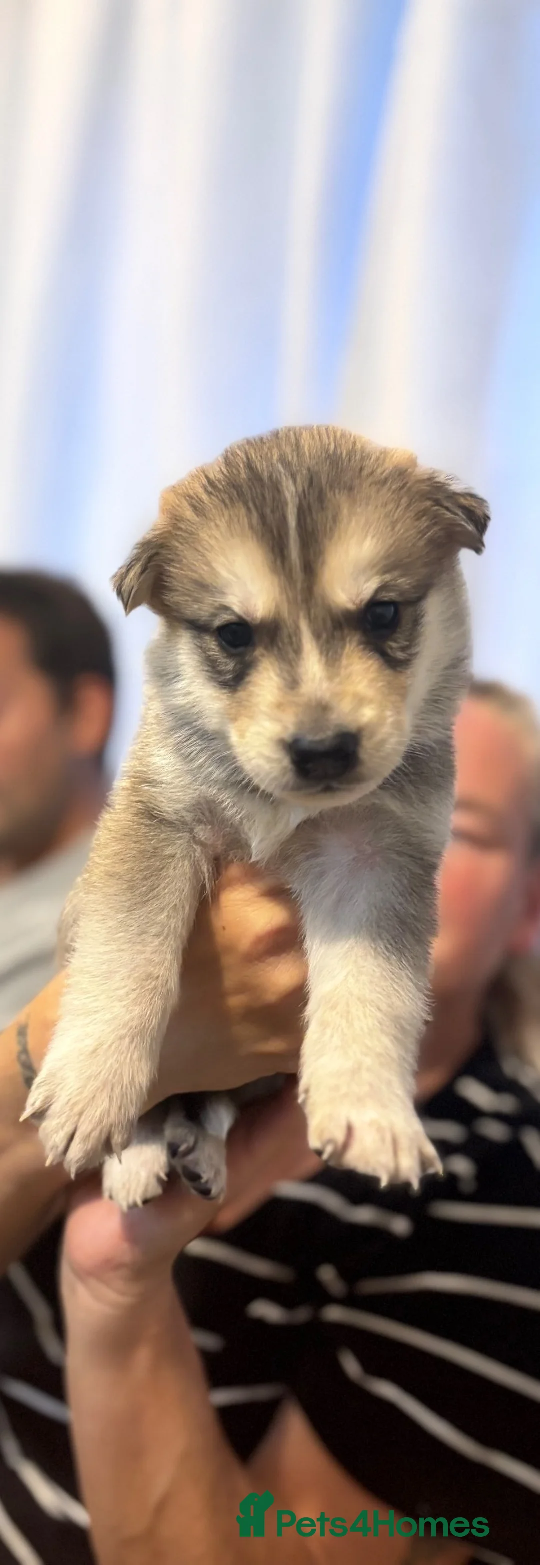 Siberian Husky dogs for sale: Husky pups for sale in Tonbridge - Advert 2