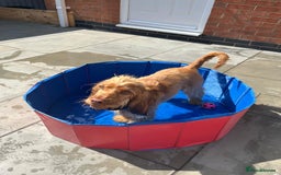 Cocker Spaniel dogs for sale: GOLDEN SHOW COCKER PUPPIES  - Image 19