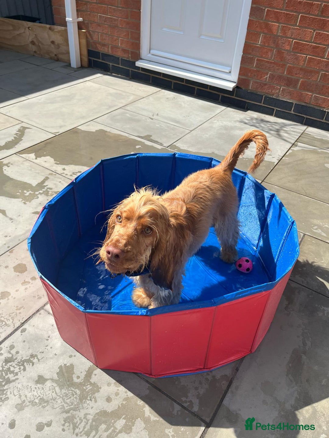 Cocker Spaniel dogs for sale: GOLDEN SHOW COCKER PUPPIES  - Image 19