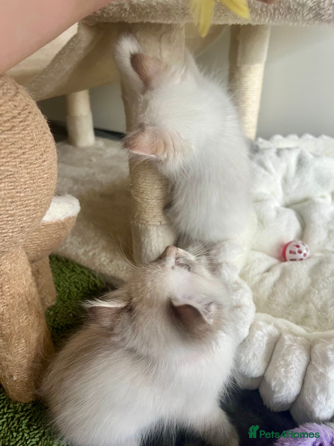 Siberian cats for sale: Hypoallergenic Female Siberian Blue eyes Neva - Advert 9