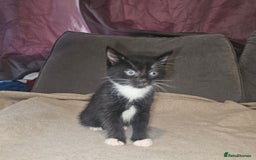 Mixed Breed cats for sale: Ragdoll/Tabby mixed kittens  - Image 10