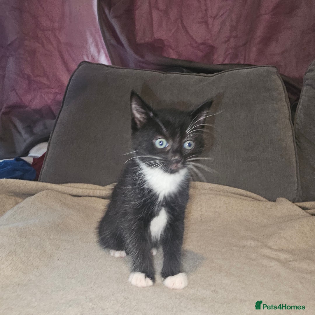Mixed Breed cats for sale: Ragdoll/Tabby mixed kittens  - Image 10