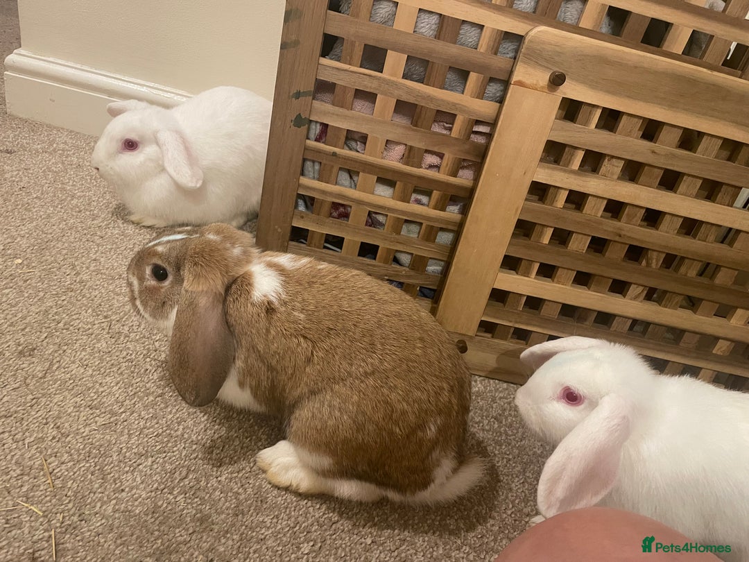 French Lop rabbits for sale: 4 x mixed breed lop bunnies 2 x albino REW 2 x not - Image 1