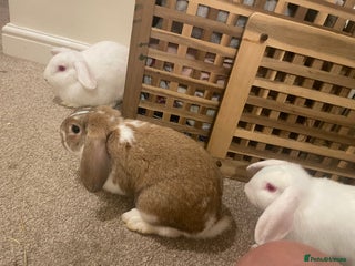 French Lop rabbits - Advert 19