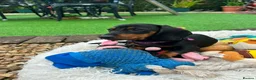 Dachshund dogs for sale: Beautiful Mini Dachshund Puppies - Advert 8