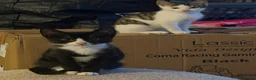 Mixed Breed cats for sale: Half Sphynx boy  - Advert 12