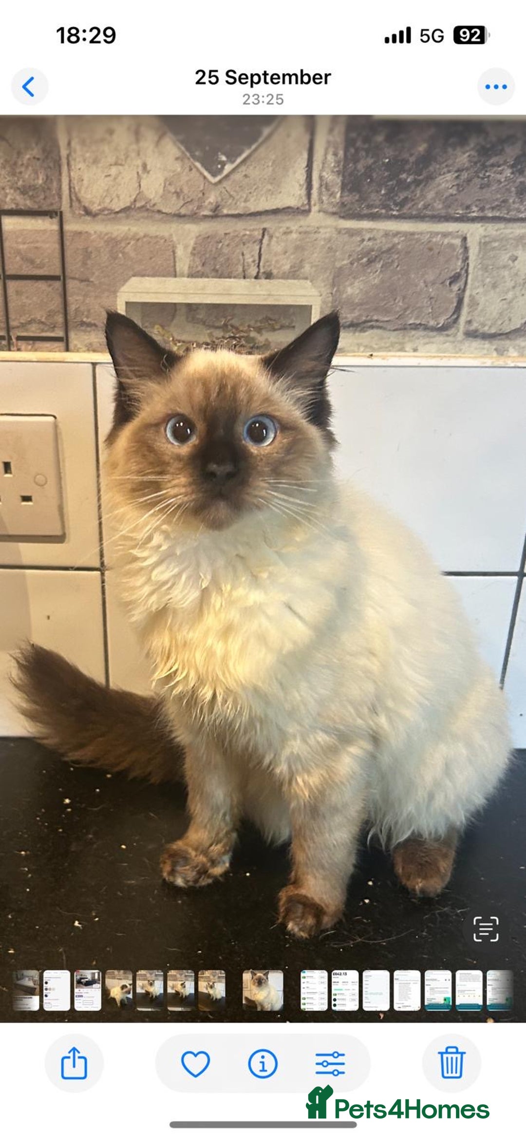 Ragdoll cats for sale: Seal point ragdoll - Advert 2
