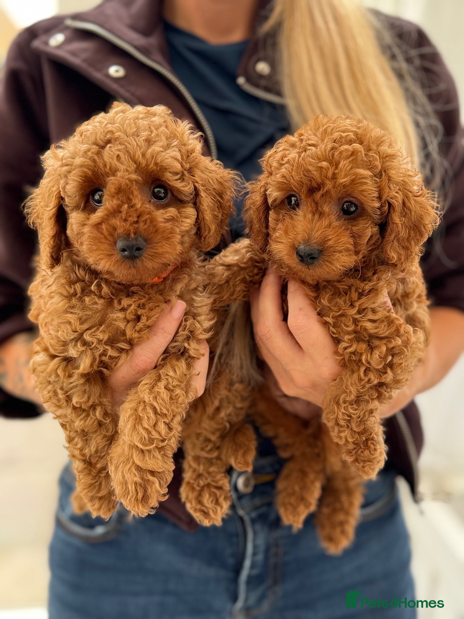 Cavapoo dogs RARE  **  CAVAPOOS dna tested parents  - Advert 16