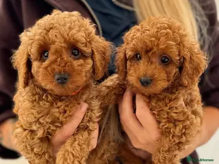 Cavapoo dogs RARE ** CAVAPOOS dna tested parents - Advert 16