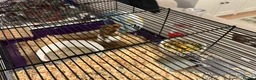Hamster rodents for sale: Female Hamster with Full Setup in Reading - Advert 3