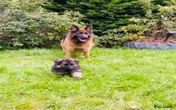 German Shepherd dogs for sale: Outstanding long coat German shepherd puppies  - Image 4