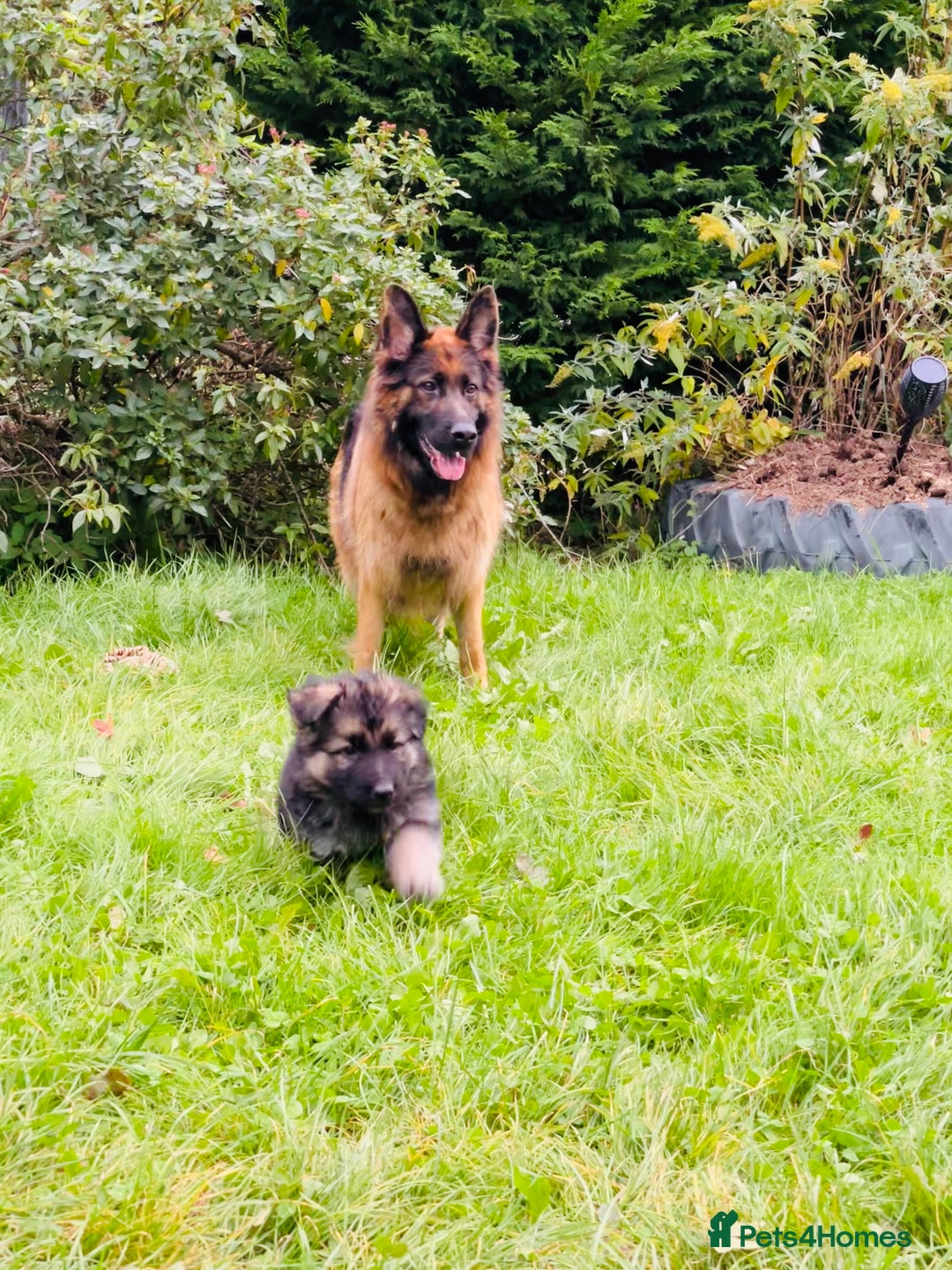 German Shepherd dogs for sale: Outstanding long coat German shepherd puppies  - Image 4