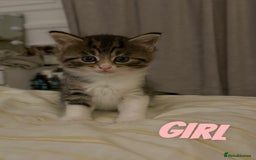 Russian Blue cats for sale: Kittens for sale  - Image 4