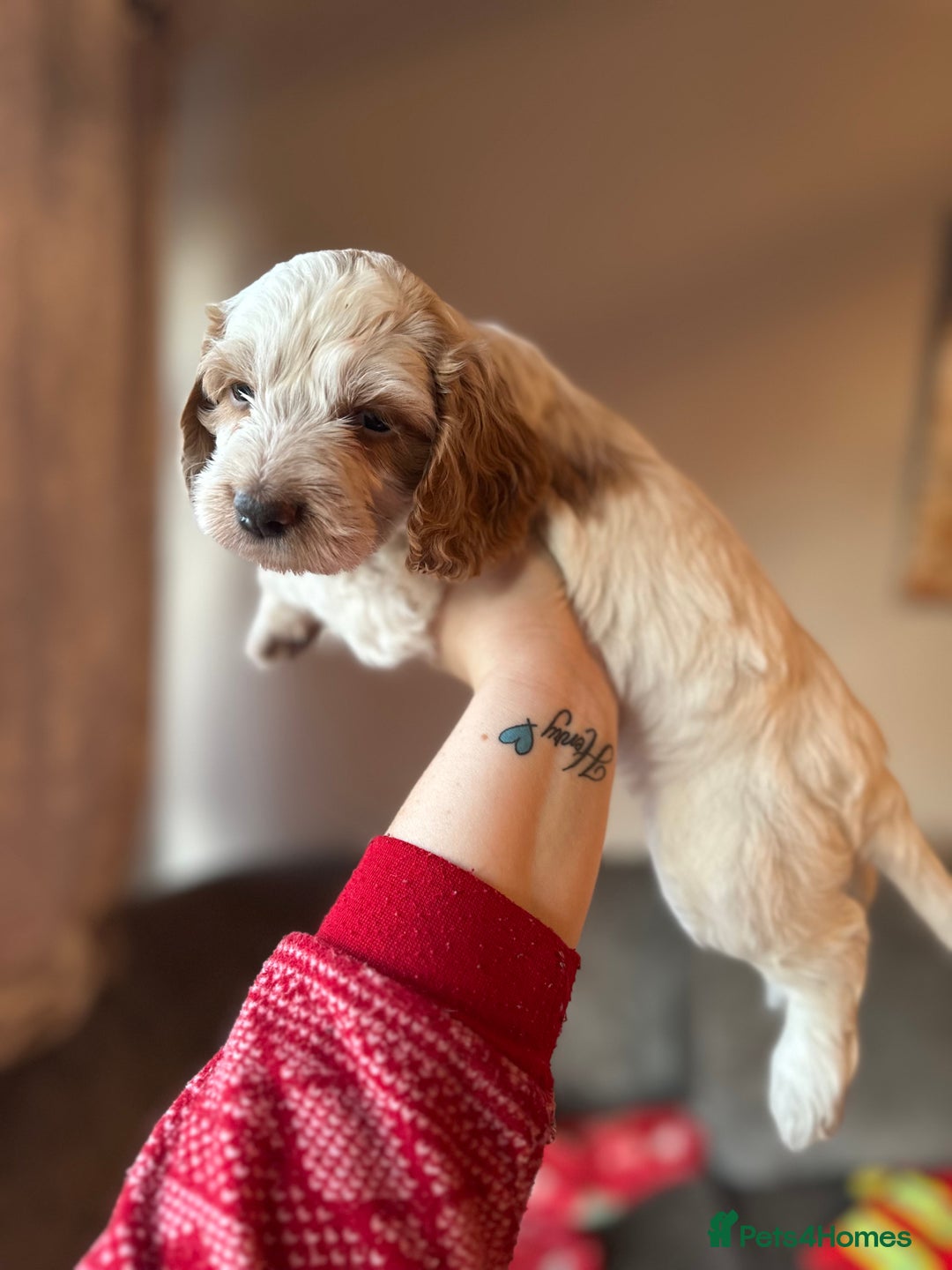 Cockapoo dogs for sale: F1 cockapoos - Advert 1