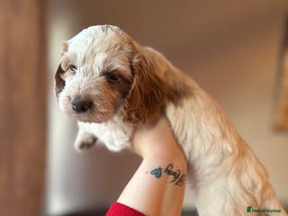 Cockapoo dogs F1 cockapoos - Advert 1