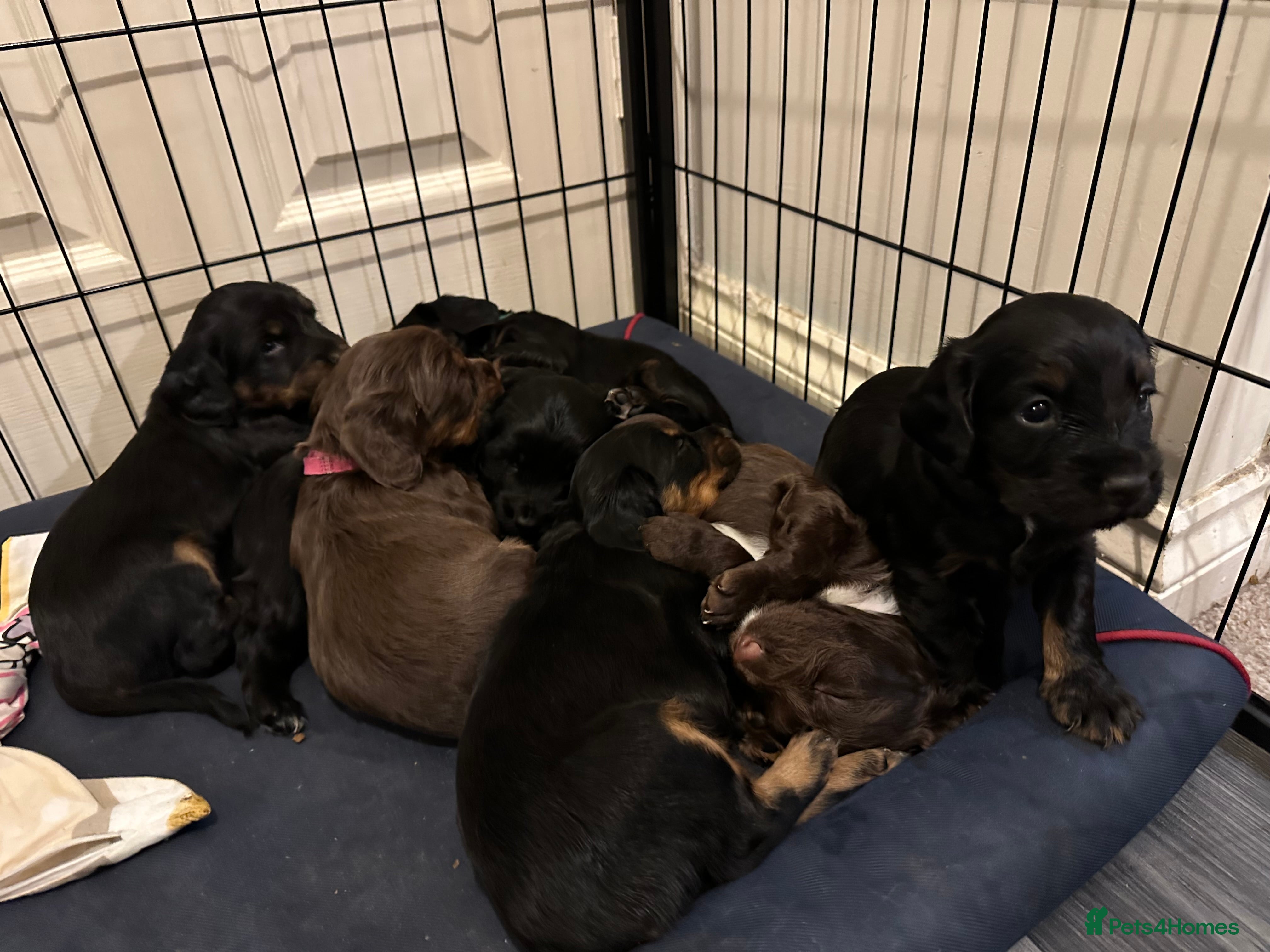 Sprocker dogs sprocker spaniel puppies. Ready 29/03/26. - Advert 15
