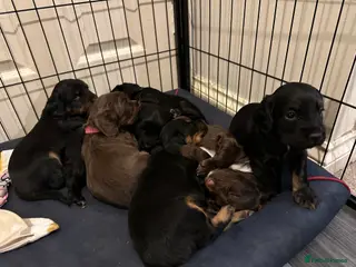 Sprocker dogs sprocker spaniel puppies. Ready 29/03/26. - Advert 15