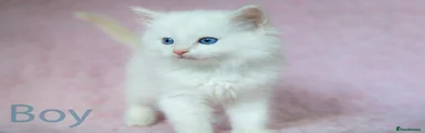 Ragdoll Kitten 2